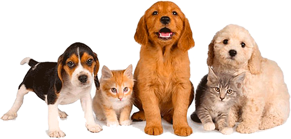 Animais de estimação